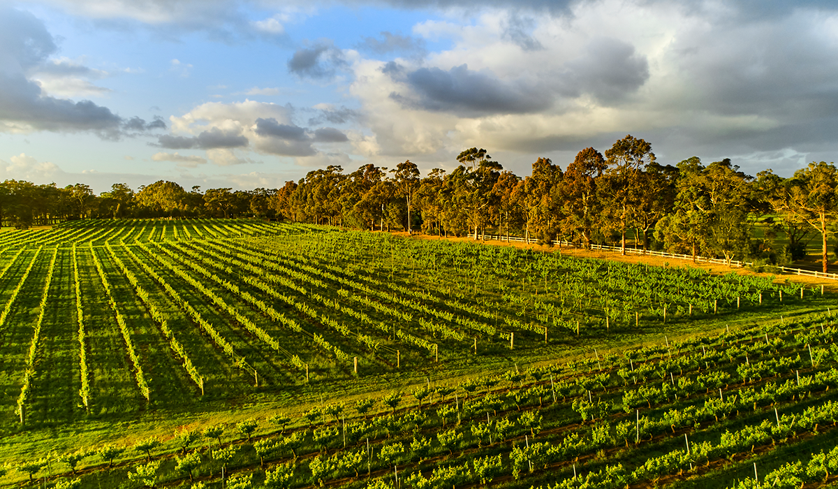 Cullen Wines vineyard